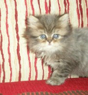 котенок перс(мальчик)