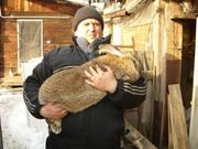 Продаю кроликов от двух месяцев