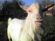 Племенной зааненский козел 1, 5 года, чистопородный, вязка